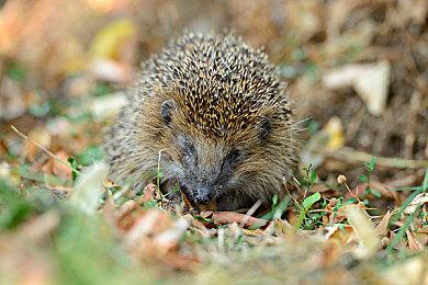 超经典游戏《俄勒冈之旅》衍生应用登录苹果手表